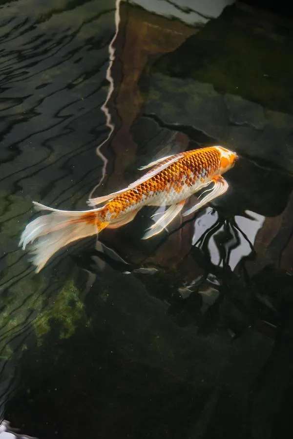 Homestay The Koi House With Pool Apartment Kailua-Kona United States